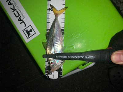 アジング平日釣行♪