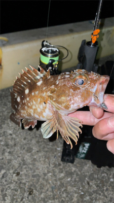 ガシラのちアジ