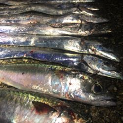 太刀魚と大サバ