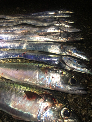 太刀魚と大サバ