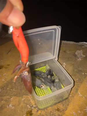 ヒイカ調査(^｡^)