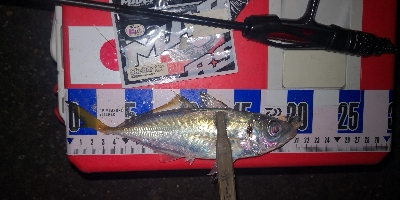 アジング練習　324