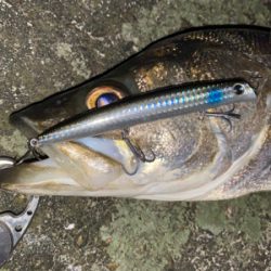 秋の陣にはも少しかな？