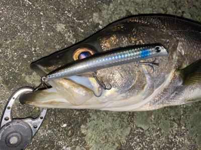 秋の陣にはも少しかな？