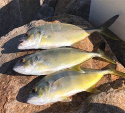 メッキが遊んでくれました。