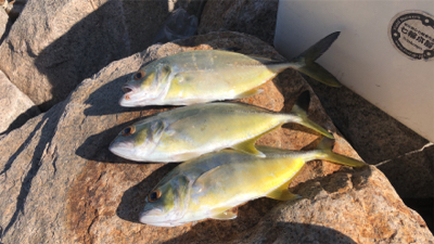 メッキが遊んでくれました。