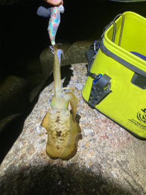 アオリイカ  渋くなってきました(＞＜)