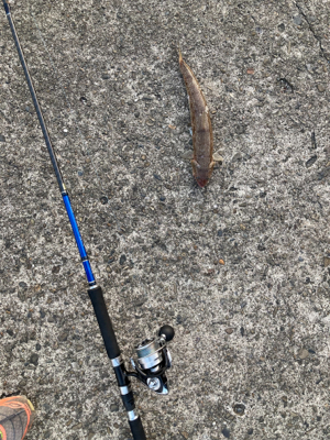 朝マズメに良型エソ!!