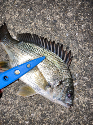 やっとアジ釣れた