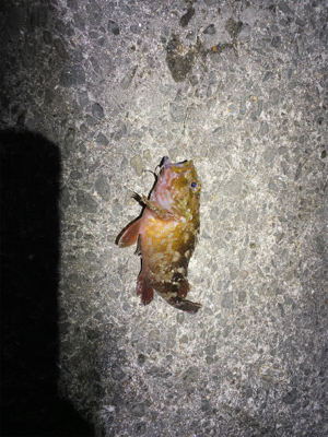 渋めのタチウオ