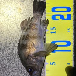 10月29日のメバル