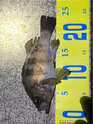 10月29日のメバル