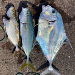 アジのませでイトヒキ連続ヒット