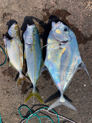 アジのませでイトヒキ連続ヒット