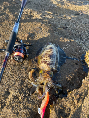 気分転換でのエギング