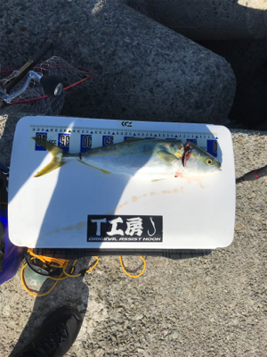 なんとかハマチ