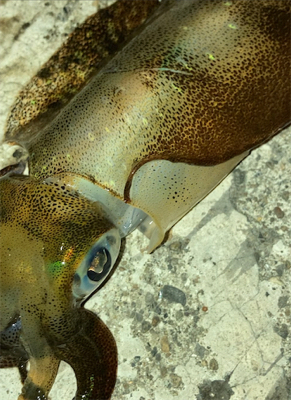 秋イカエギング