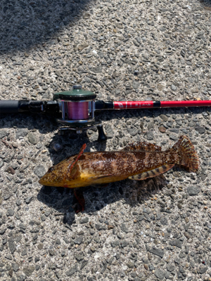 エギングのはずが穴釣り