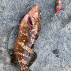 エギング中に、アコウ！！