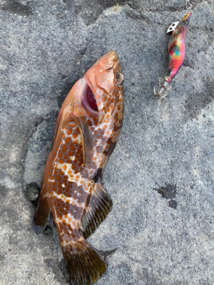 エギング中に、アコウ！！