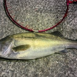 スズキくんとハマチくん