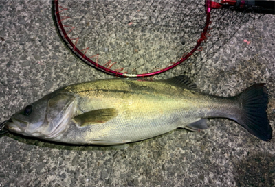 スズキくんとハマチくん