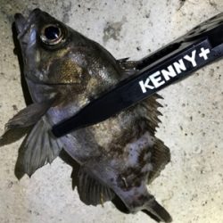 高砂って釣れるの？