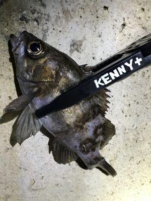 高砂って釣れるの？