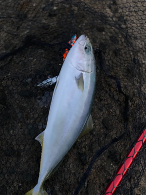 青物めっちゃ釣れだしてます！