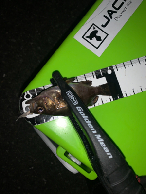 ショアジギでまさかの！