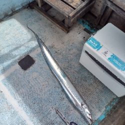 あと7cmでドラゴン級