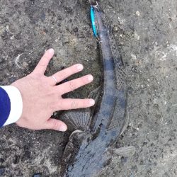 久しぶりに朝練