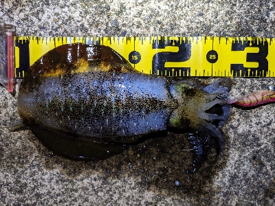 平日朝マズメ狙い