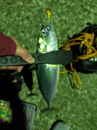 初ソウダガツオ