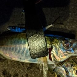 久しぶりの尺アジ