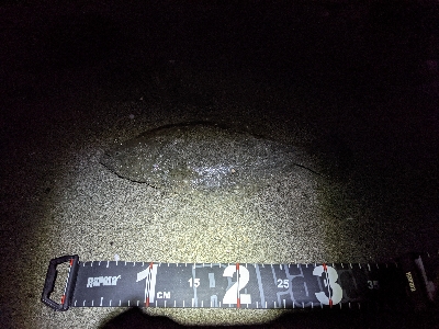 暗いと釣れないと思っていた