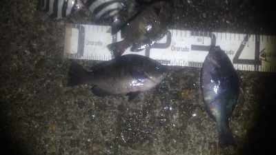 10/9釣果 久しぶりの釣行