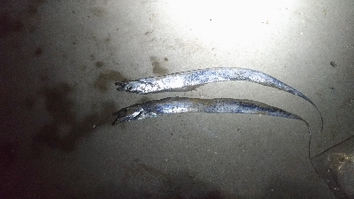 10/17釣果タチウオチヌグレサンバソウ