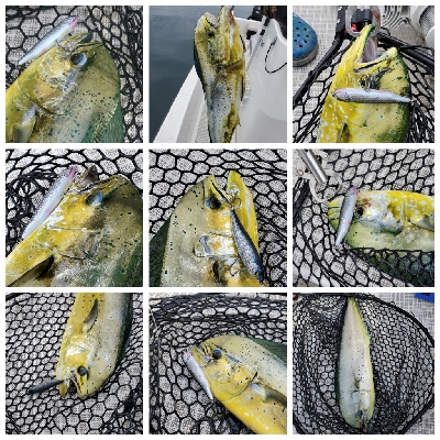 トップウォータードリーム