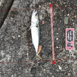 タチウオ&大鯖狙いで結局中鯖