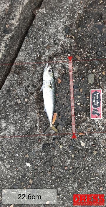 タチウオ&大鯖狙いで結局中鯖