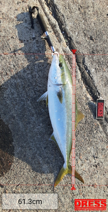 ノマセ釣りでメジロ