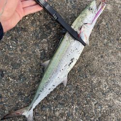 サゴシとアオリイカ