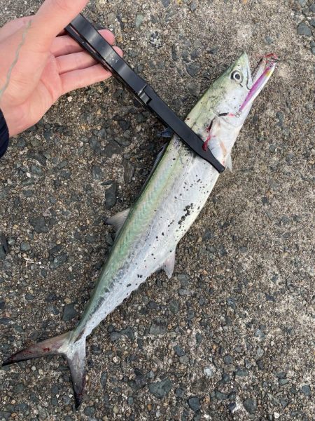 サゴシとアオリイカ