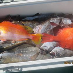 黒ムツ25匹　入れ食いでした(^^♪