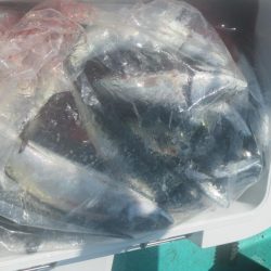 サバ・アジ　クーラー満タン(^_-)-☆　スルメイカ30杯