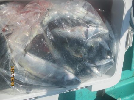 サバ・アジ　クーラー満タン(^_-)-☆　スルメイカ30杯