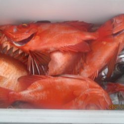 金時　10～20匹　30～40ｃｍ　釣れました(^_-)-☆