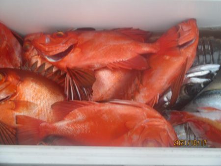 金時　10～20匹　30～40ｃｍ　釣れました(^_-)-☆