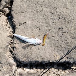 初マゴチ 釣れました